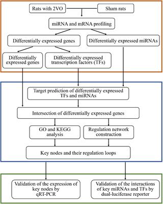 RNA sequencing-based identification of the regulatory mechanism of microRNAs, transcription factors, and corresponding target genes involved in vascular dementia